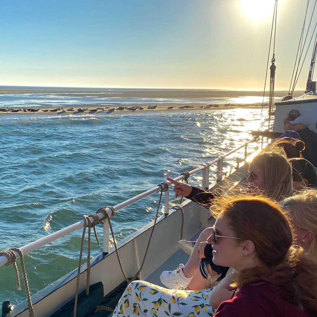 zeehonden bezoeken terschelling