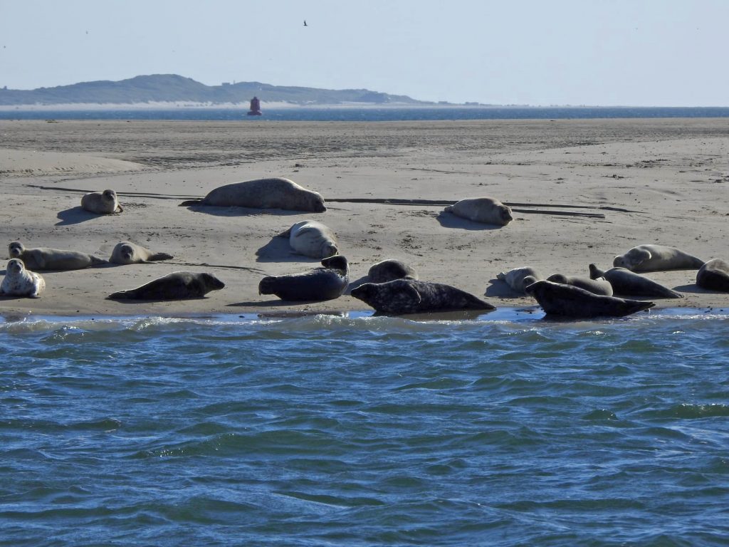 tocht naar de zeehonden bank